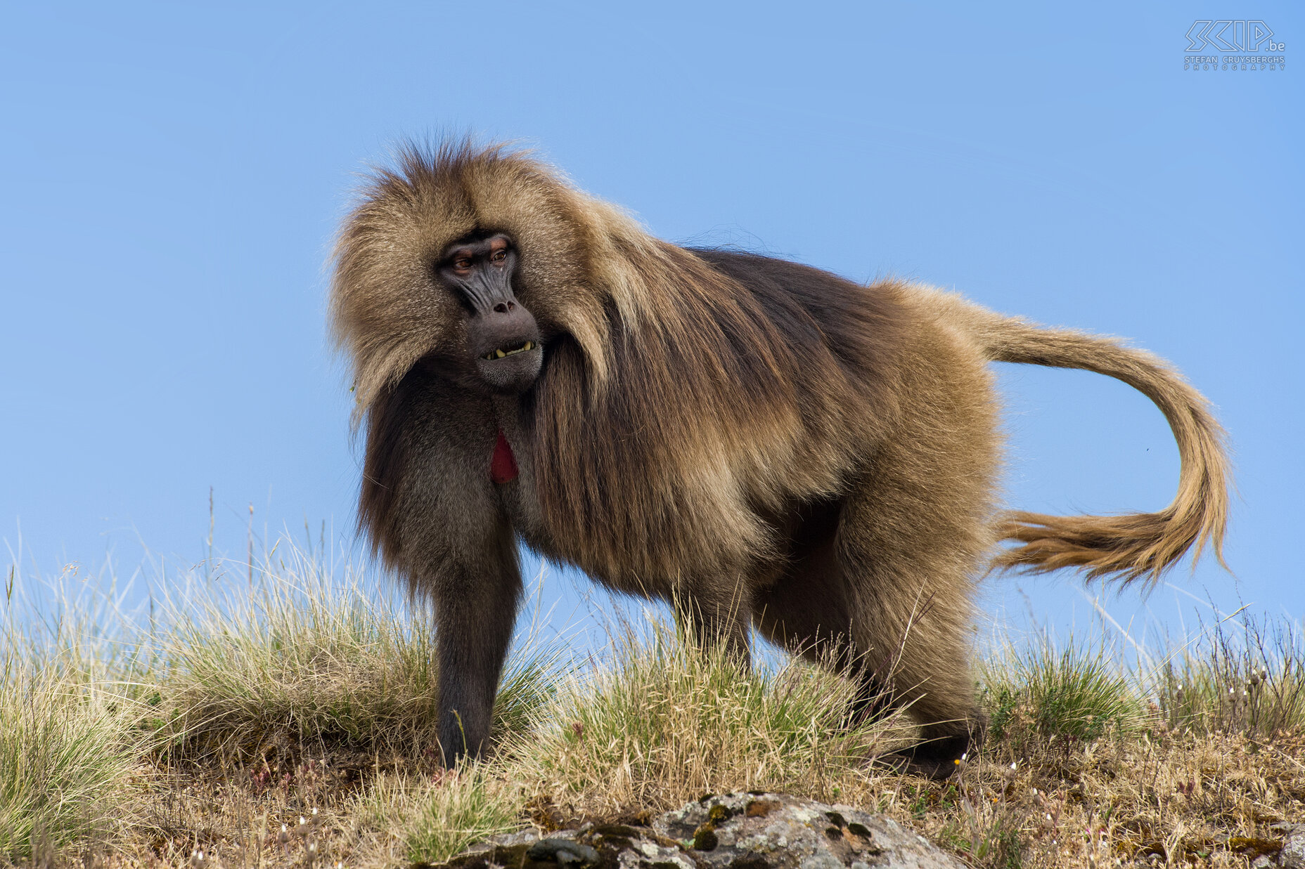 Simien Mountains - Ghenek - Gelada baviaan  Stefan Cruysberghs